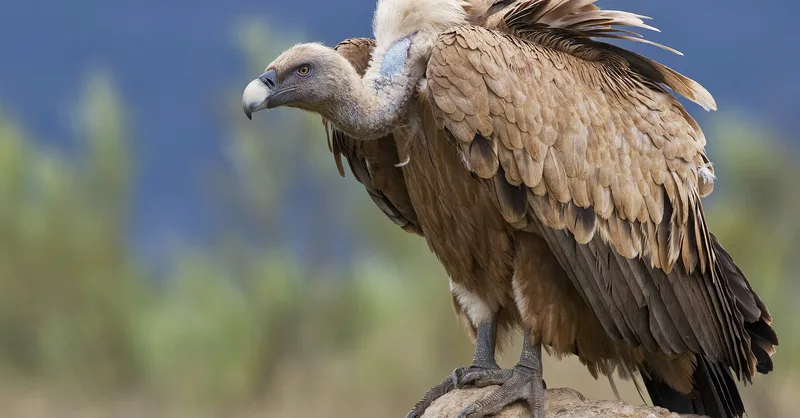 vulture